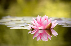 floating pink lotus flower