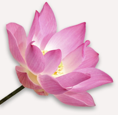 Lotus Flower