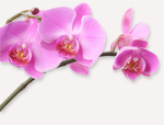 Pink orchid